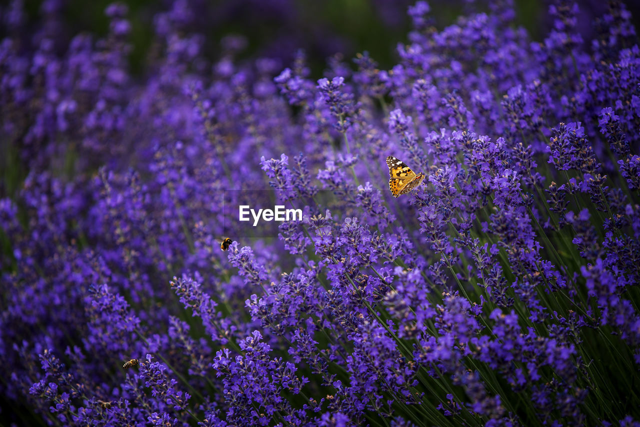 CLOSE-UP OF BUTTERFLY POLLINATING ON PURPLE FLOWER