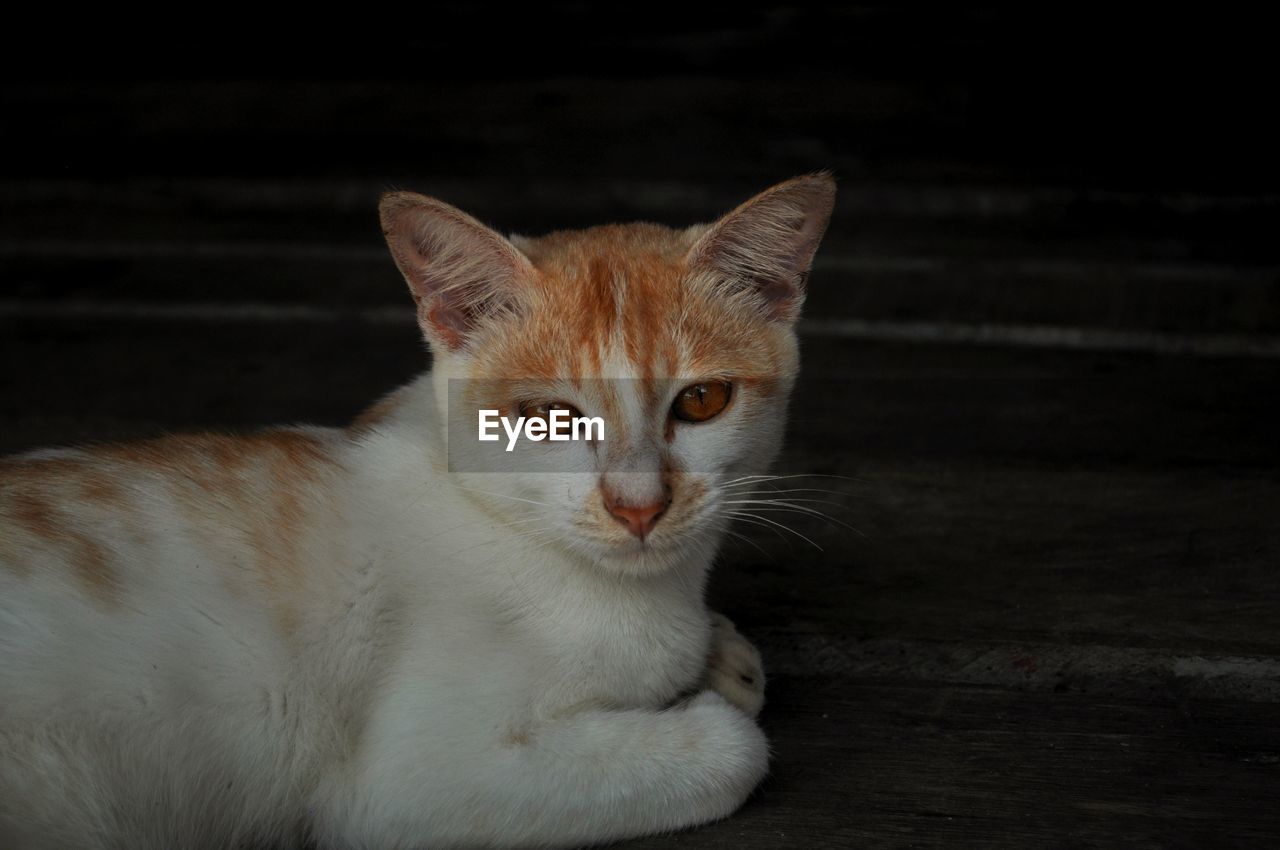 CLOSE-UP PORTRAIT OF CAT BY WHITE WALL