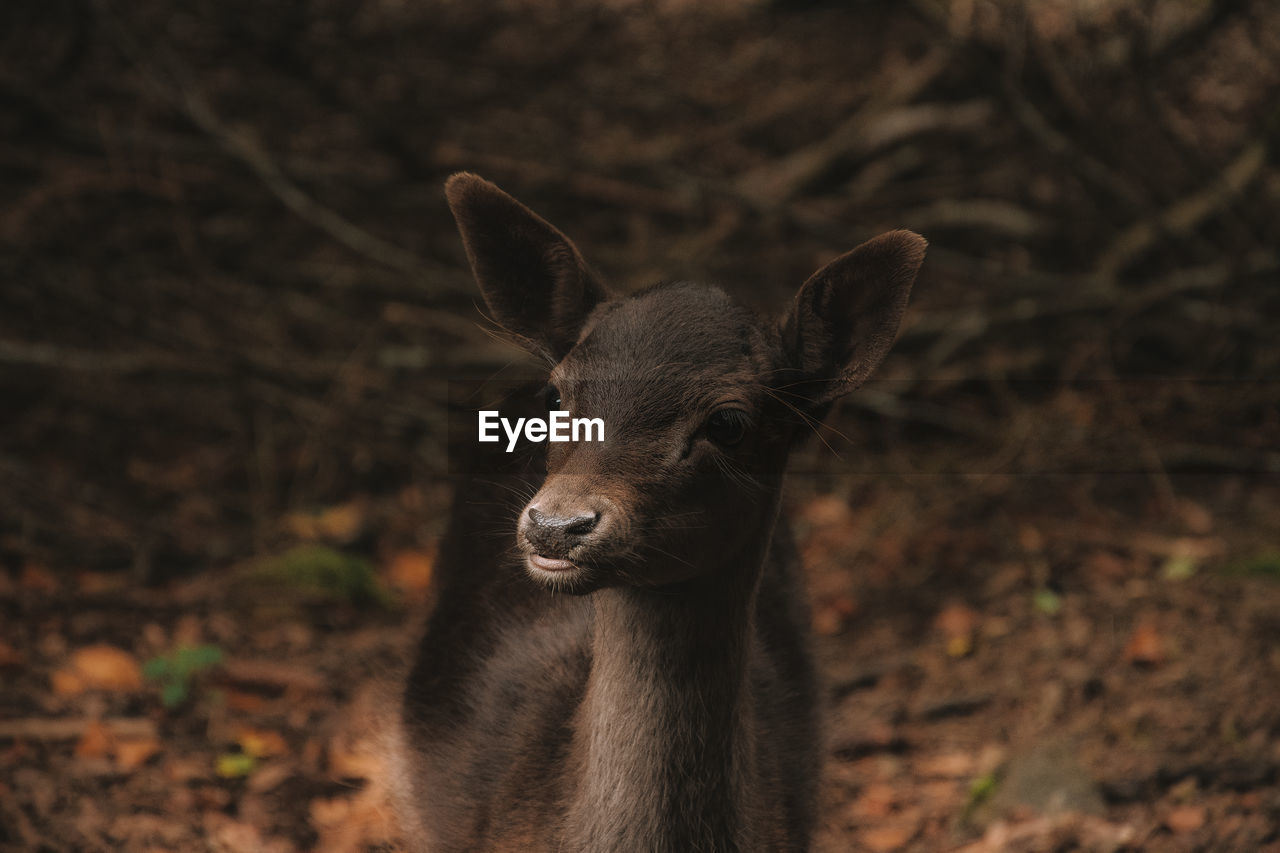 Close-up of deer on field