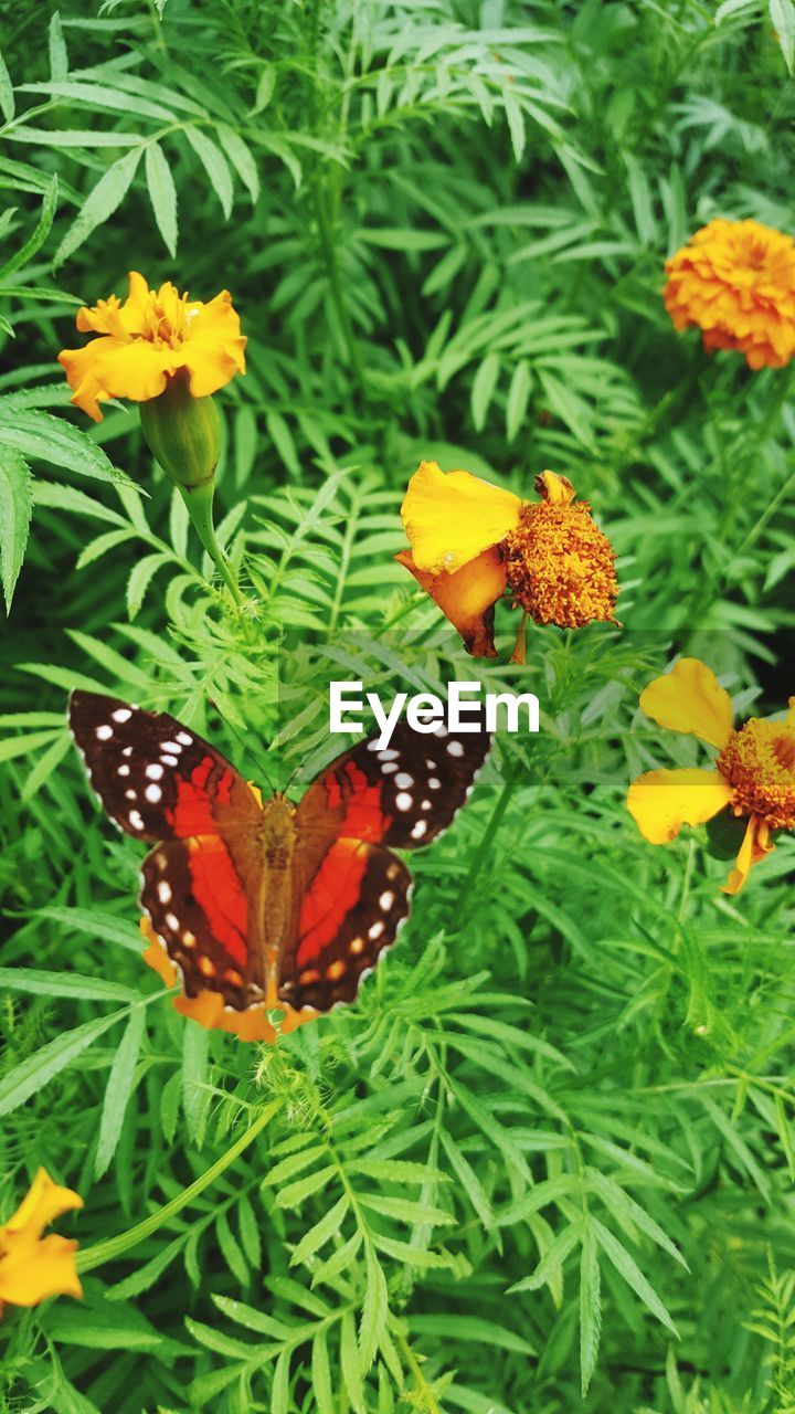 BUTTERFLY ON YELLOW FLOWER