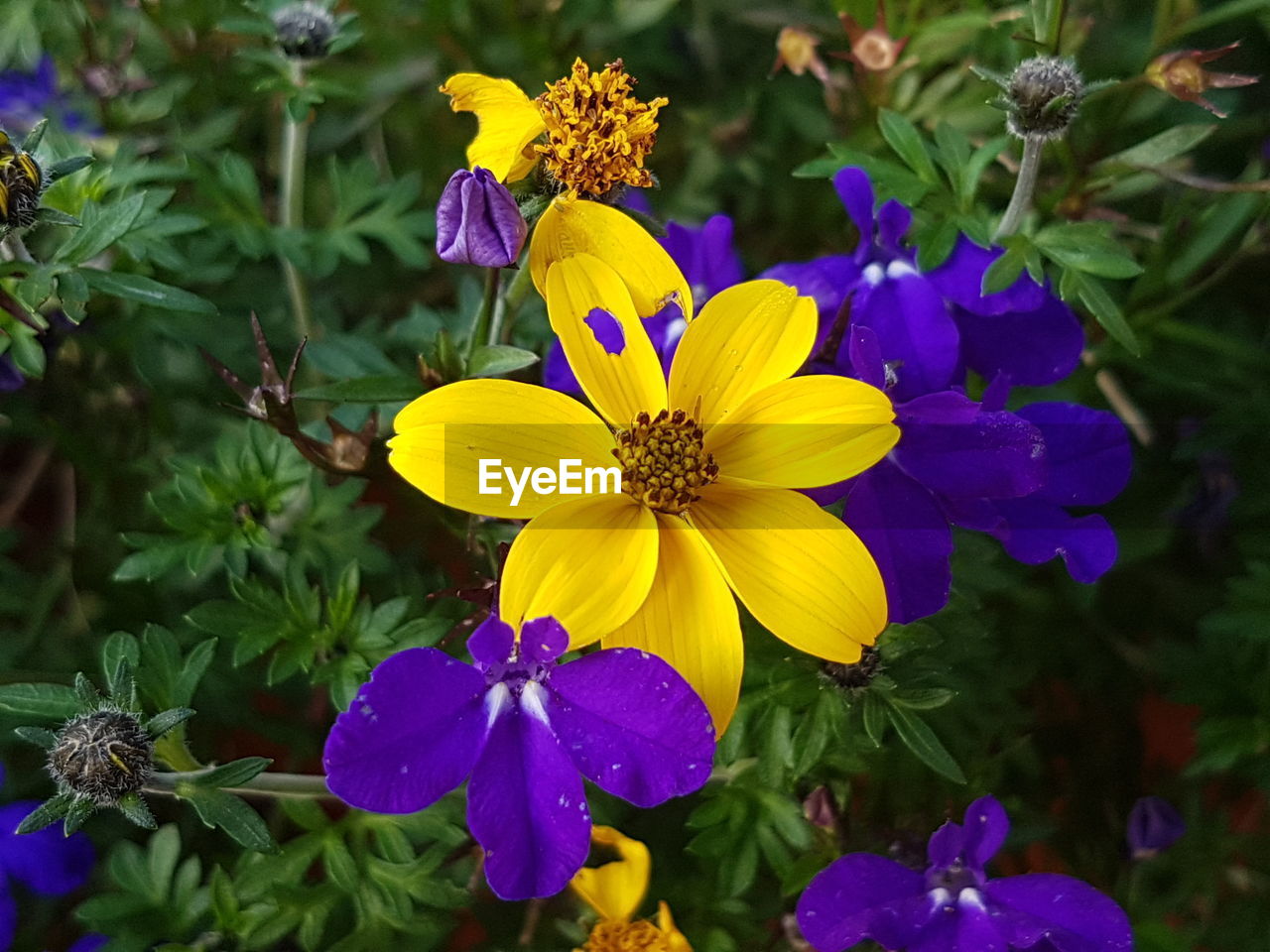 CLOSE-UP OF YELLOW FLOWER BLOOMING OUTDOORS