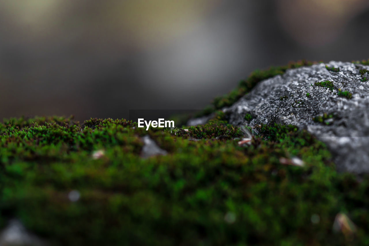 Close-up of lichen on moss