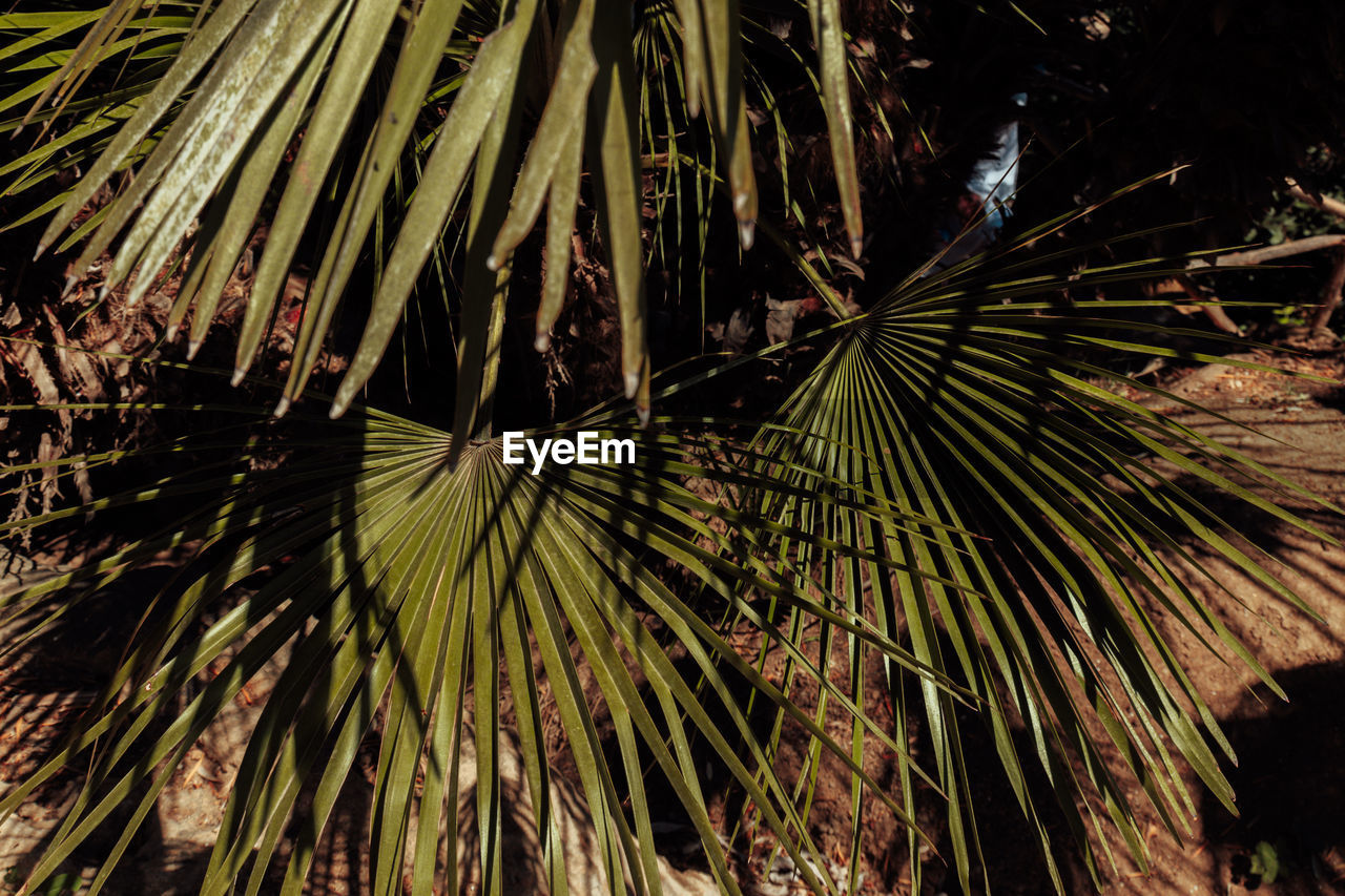 Close-up of palm tree