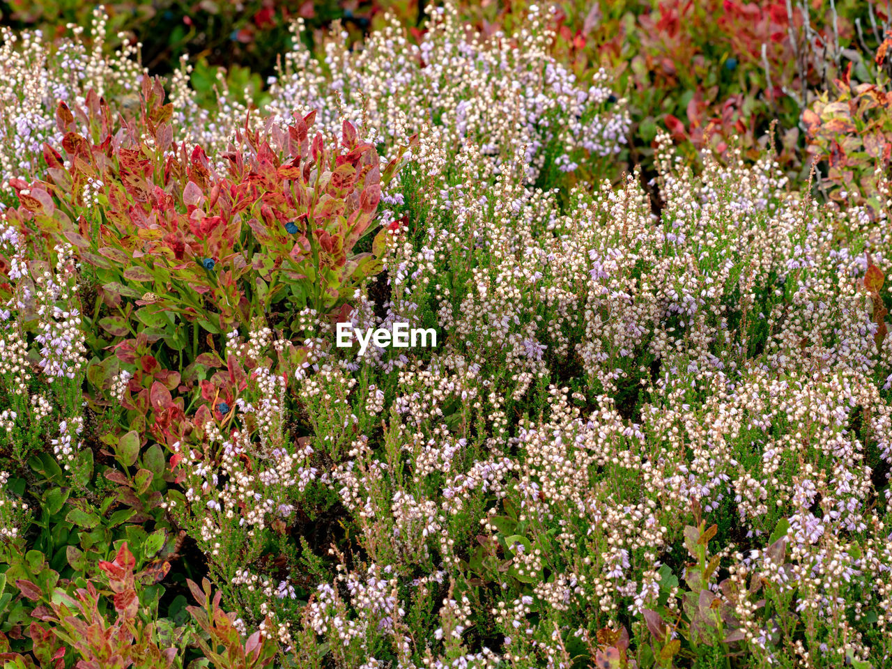 Close-up of pink flowering plants