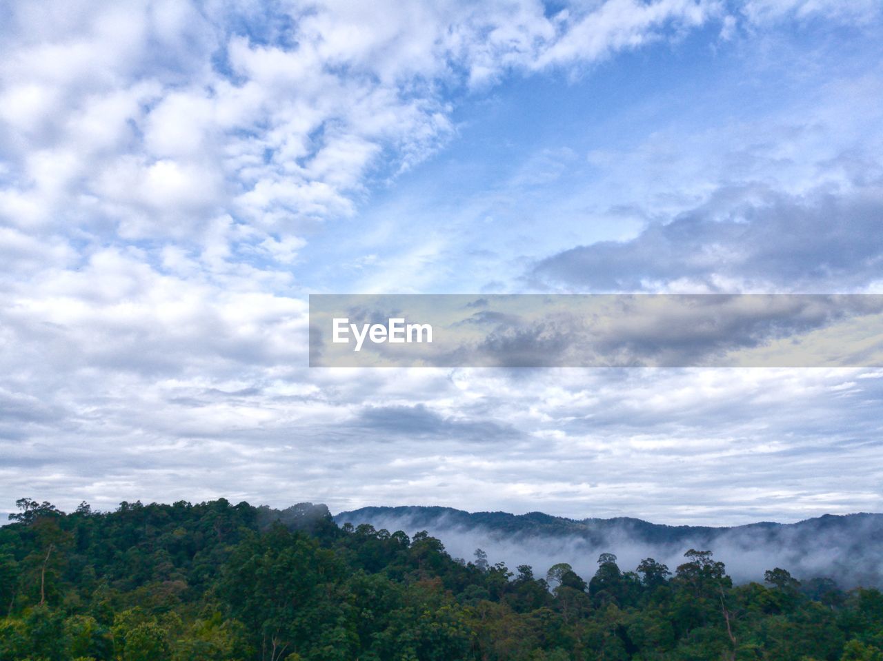 LOW ANGLE VIEW OF TREES AND PLANTS AGAINST SKY