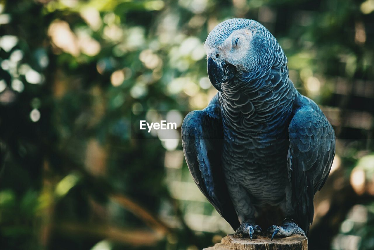 Close-up of african grey parrot perching on wood at zoo