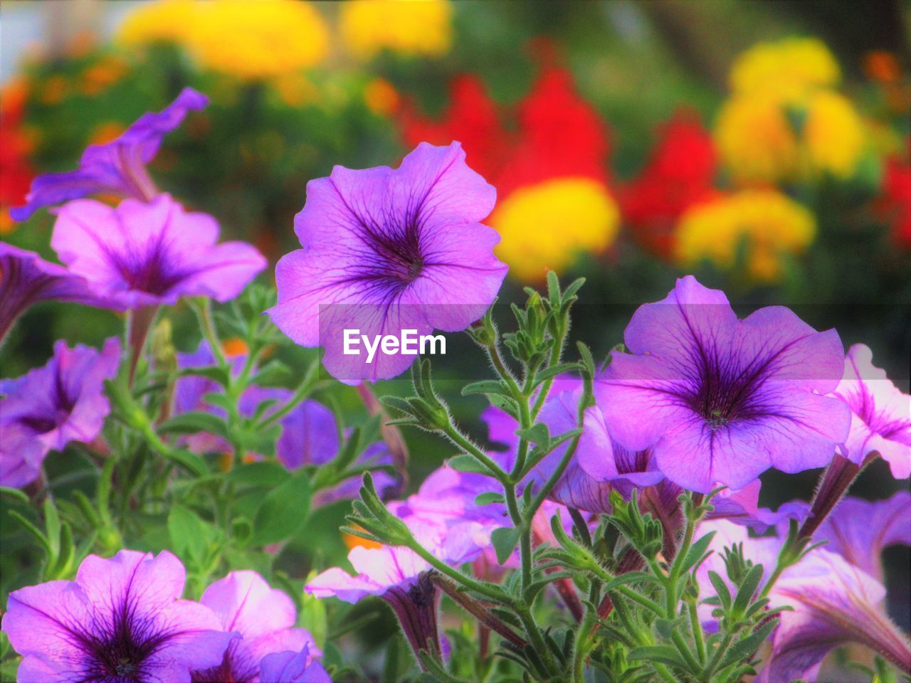 CLOSE-UP OF PURPLE FLOWERING PLANTS