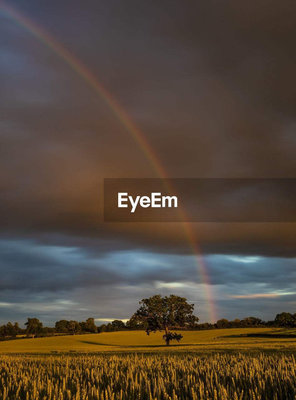 Scenic view of field against rainbow in sky