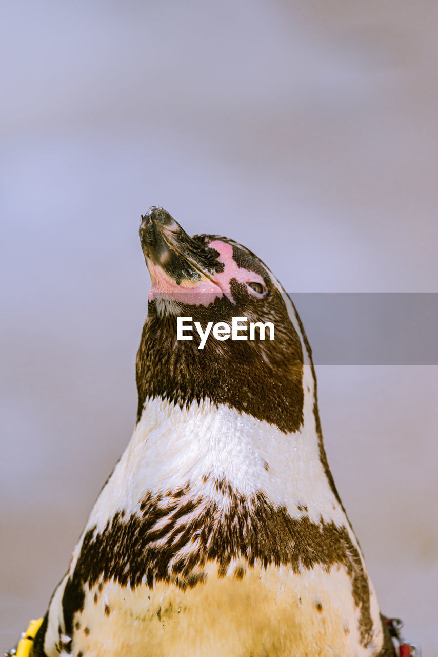 HIGH ANGLE VIEW OF A BIRD ON A SNOW