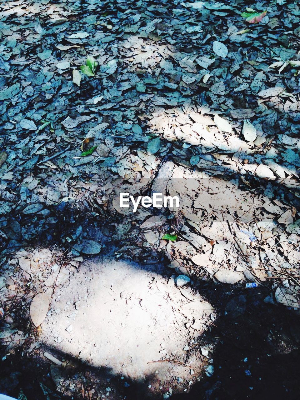 High angle view of dry fallen leaves