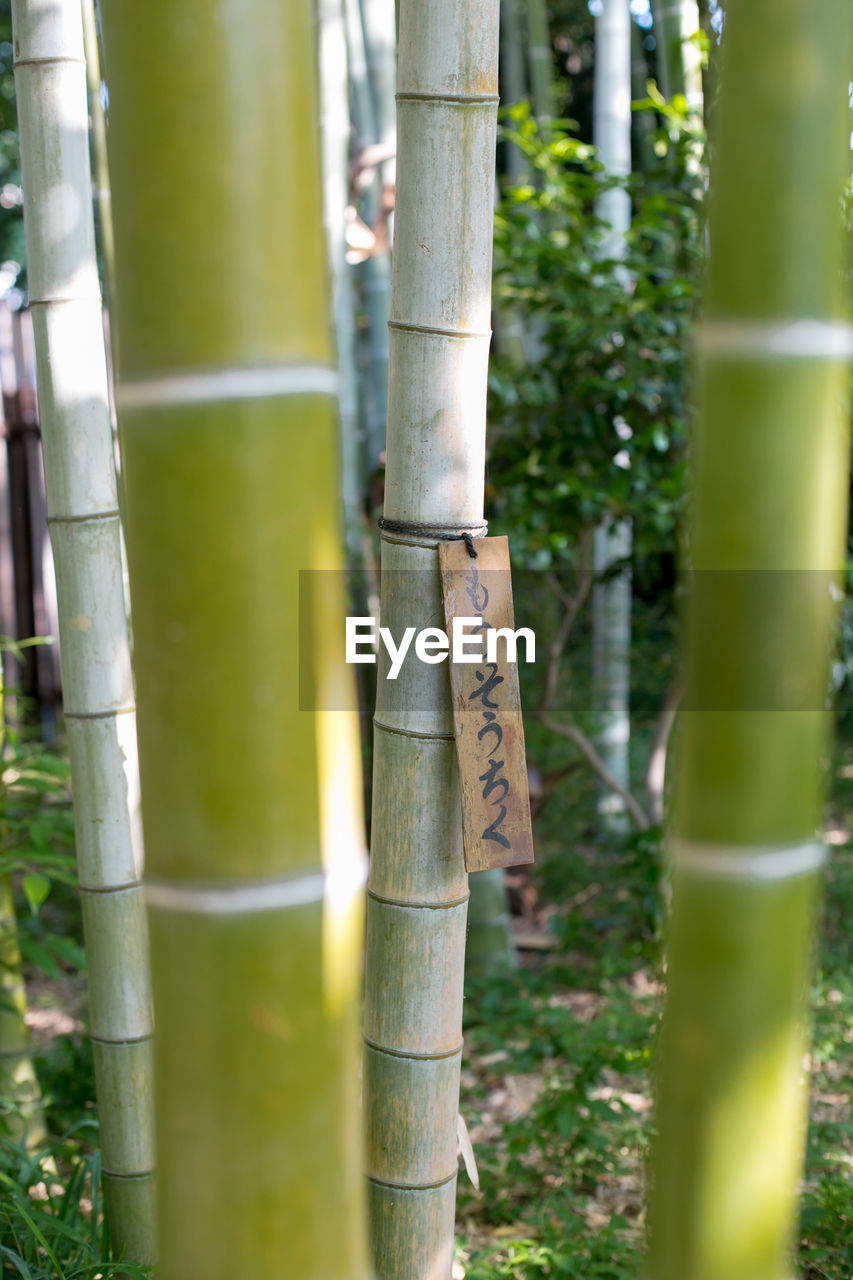 CLOSE-UP OF BAMBOO PLANTS
