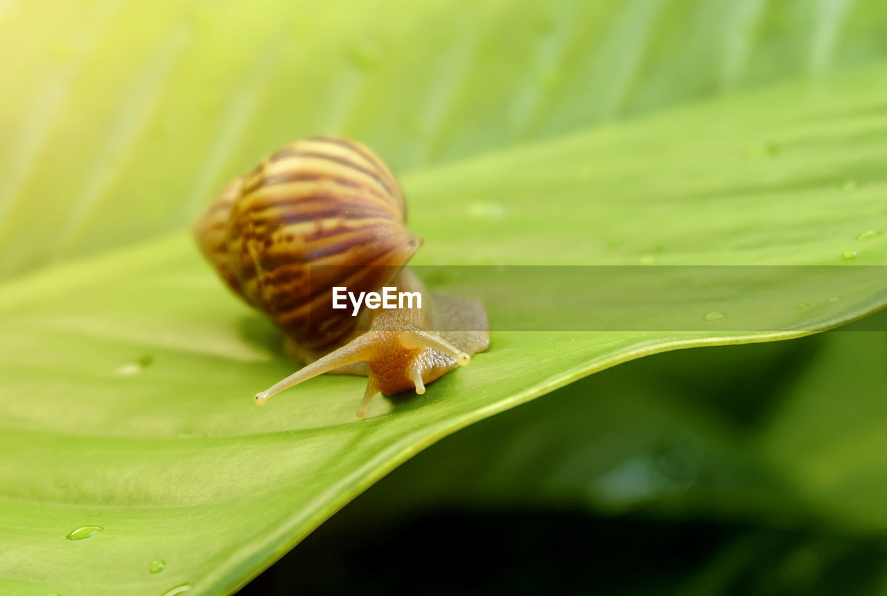 SNAIL ON LEAF