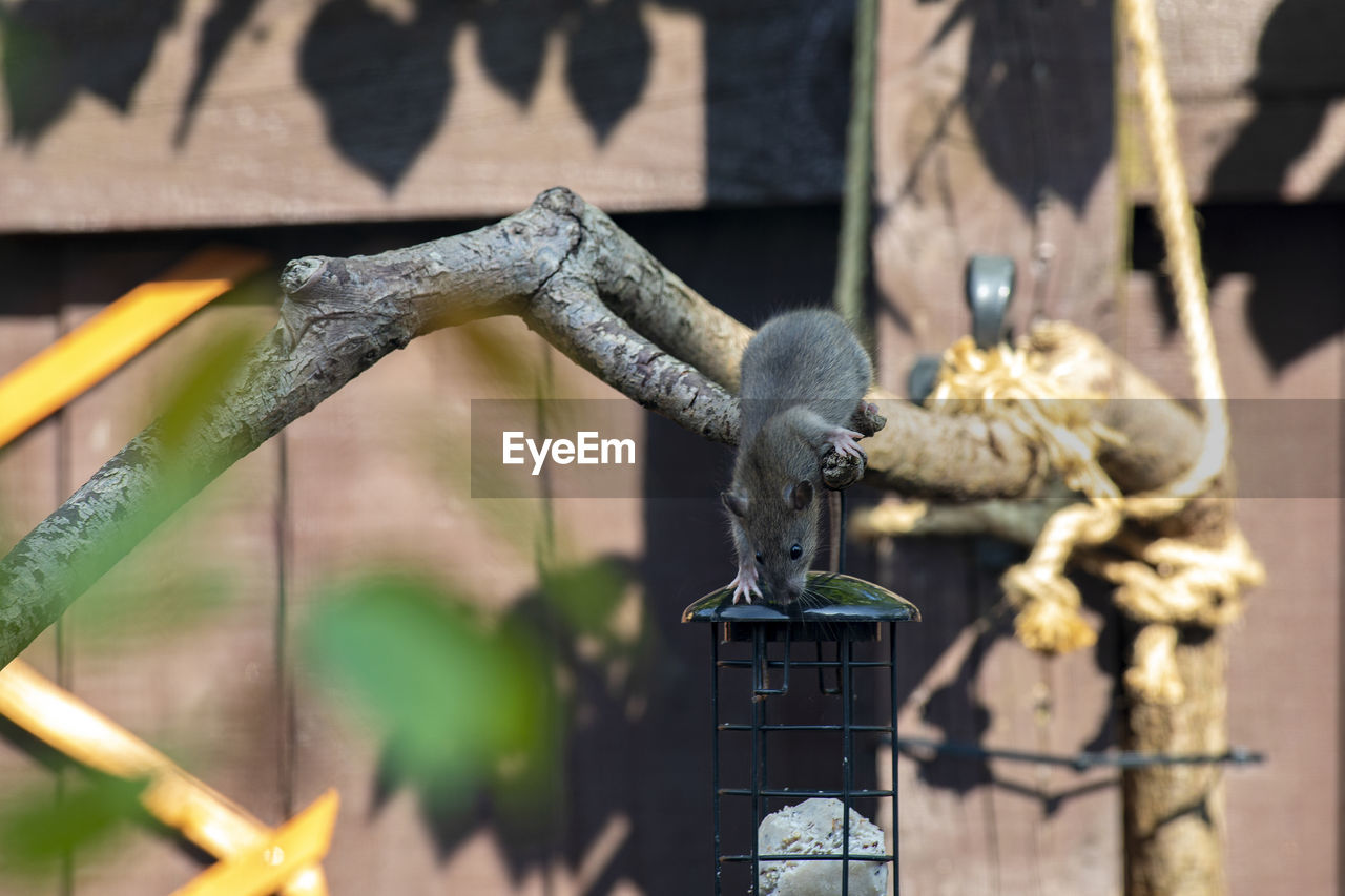 Close-up of rat on garden bird feeder