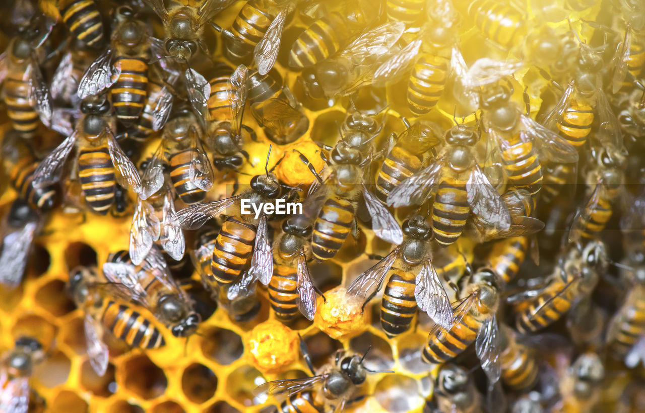 Close-up of bees in honeycomb