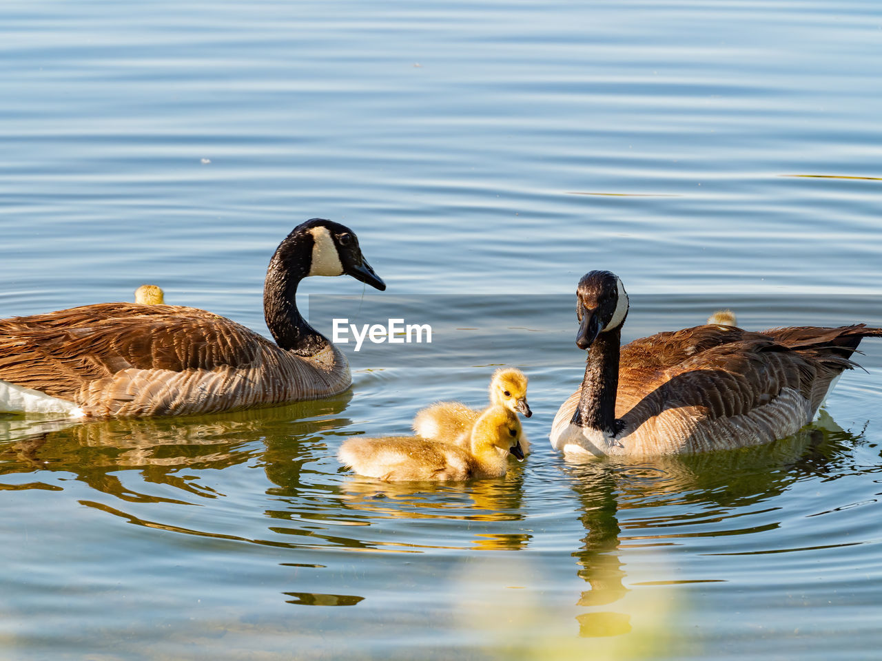 MALLARD DUCKS IN LAKE