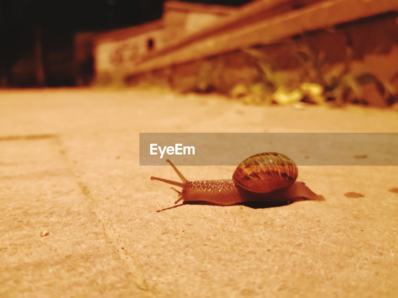 CLOSE-UP OF SNAIL IN THE GROUND