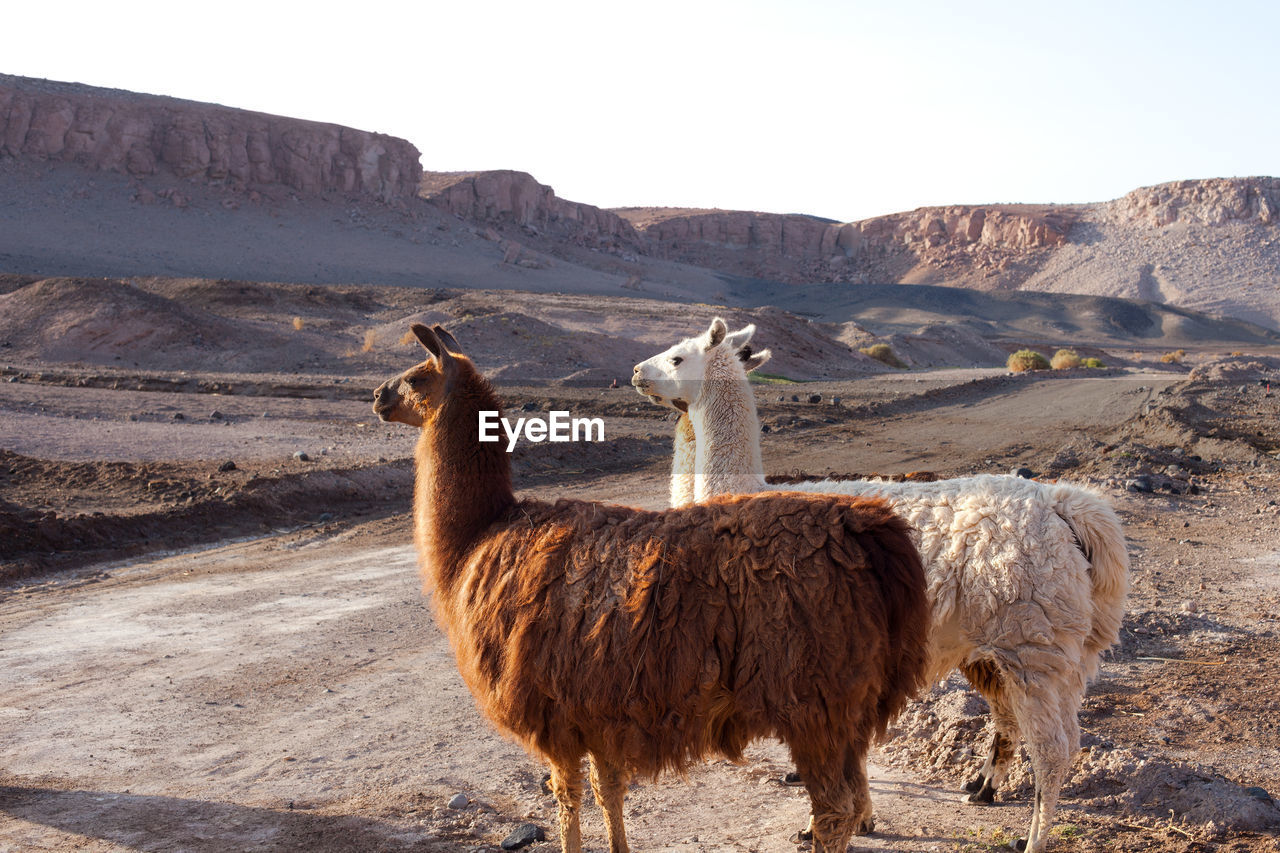 Alpacas at the taira community in the atacama desert, chile