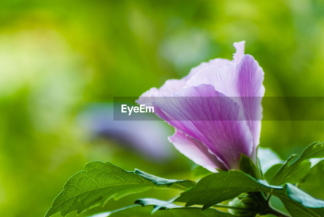 Close-up of purple flowers