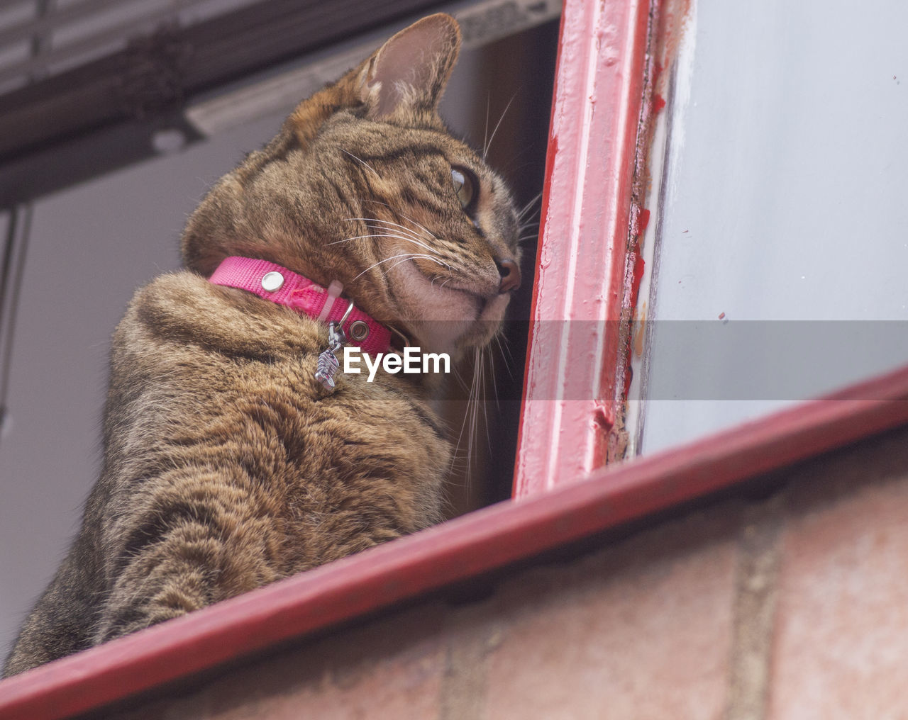 LOW ANGLE VIEW OF A CAT LOOKING AWAY