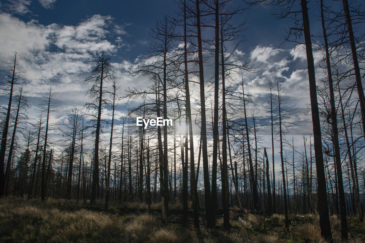 Scenic view of forest against sky