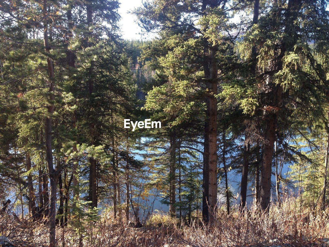 TREES GROWING IN FOREST