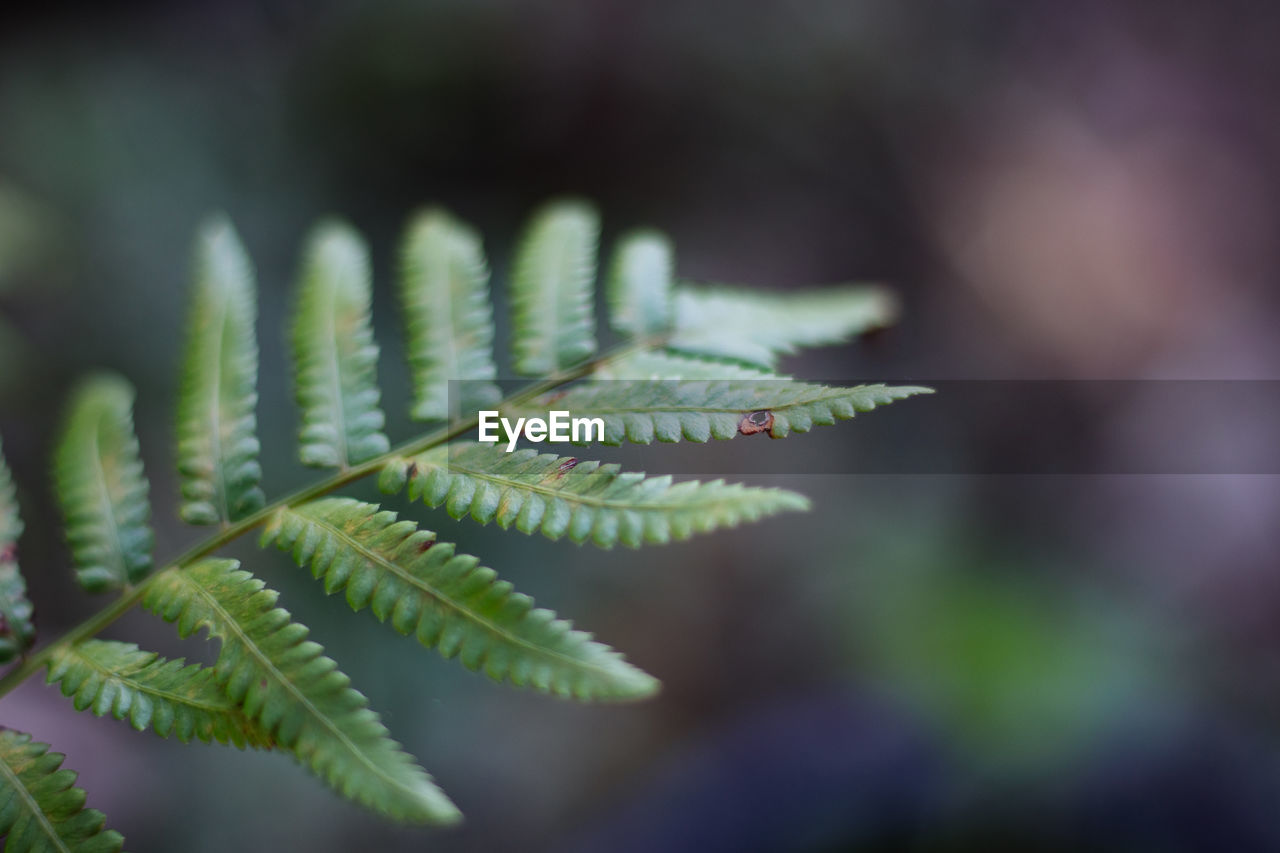 Close-up of fern leaves