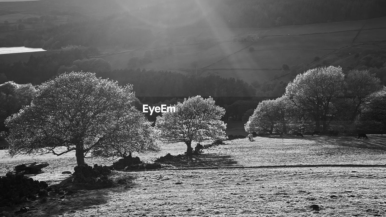plant, tree, black and white, nature, monochrome, monochrome photography, sunlight, beauty in nature, no people, growth, landscape, flower, land, day, environment, tranquility, scenics - nature, snow, white, tranquil scene, rural area, outdoors, field, sky, sunbeam