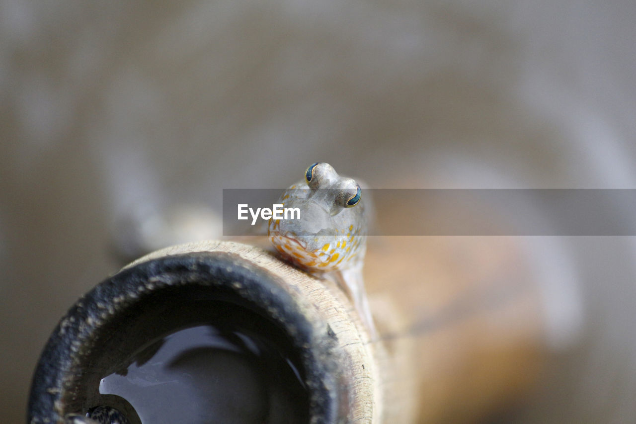 Close-up of fish head. 