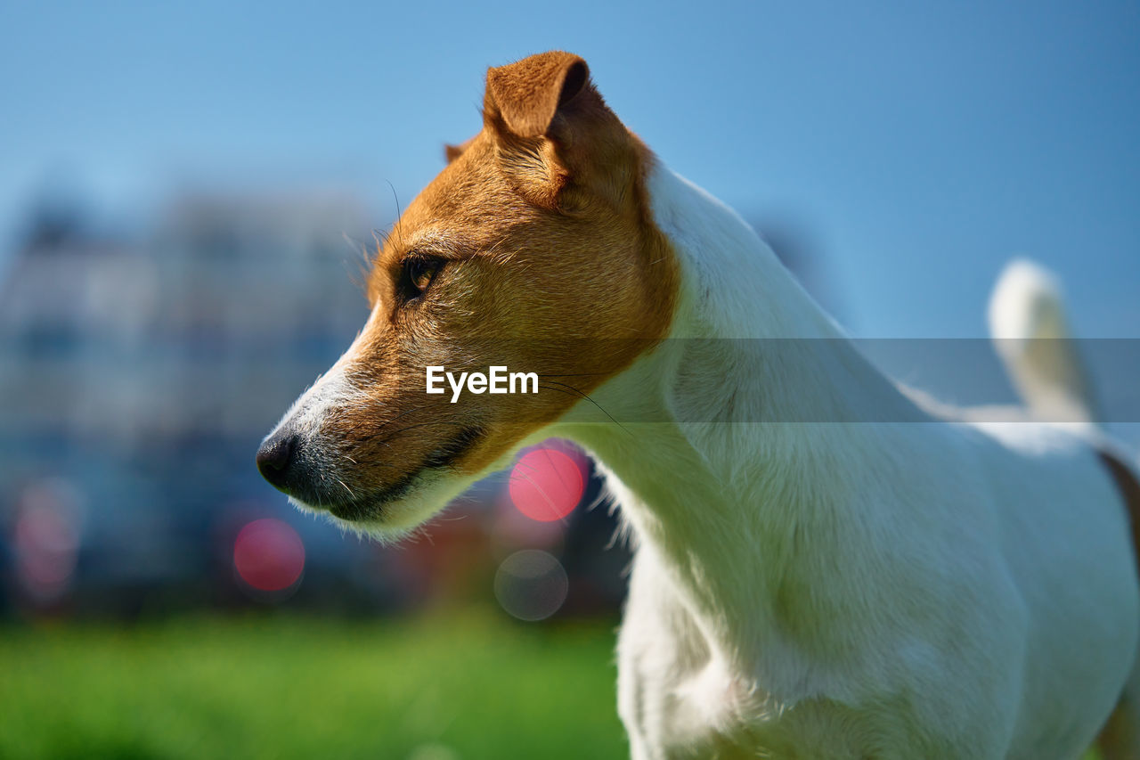 Adorable portrait of cute dog outdoors, close up. active pet posing against green grass background