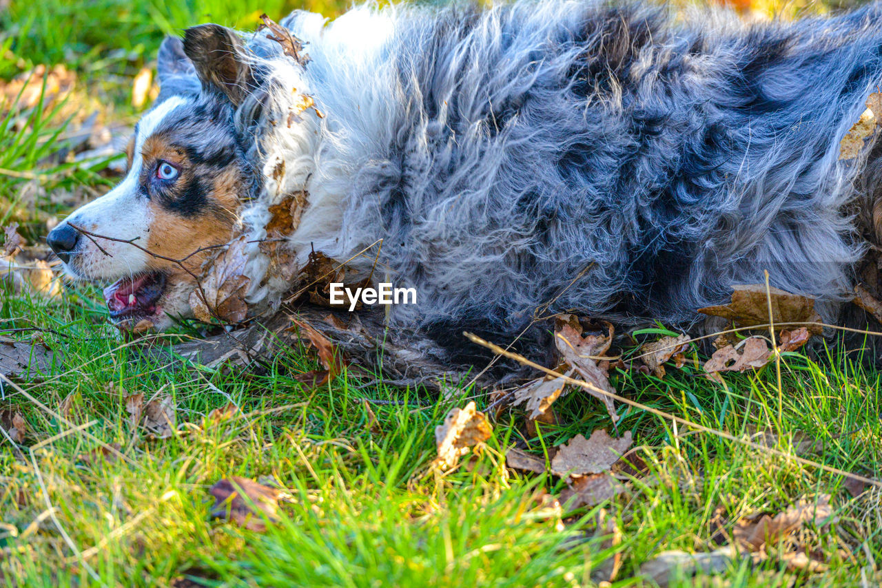 Close-up of dog on field