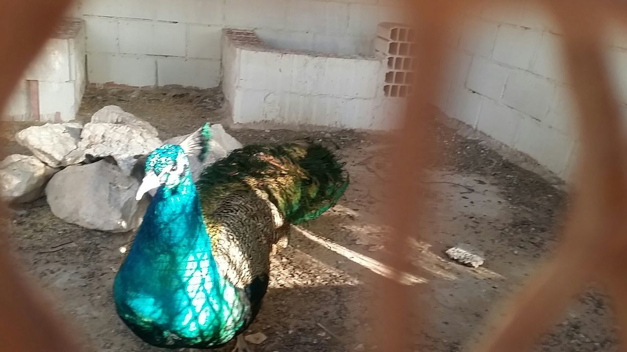 High angle view of peacock at al dosari zoo and game reserve