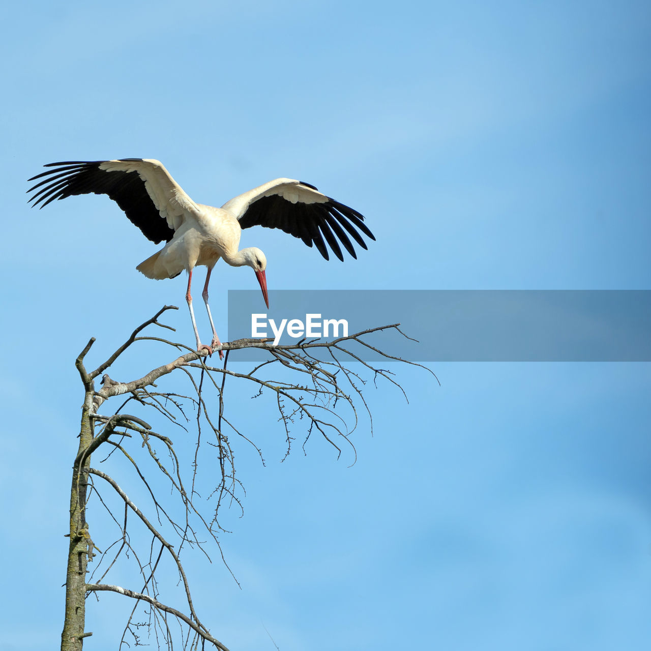 bird, animal themes, animal, animal wildlife, wildlife, flying, stork, white stork, sky, spread wings, blue, ciconiiformes, wing, one animal, nature, animal body part, low angle view, no people, tree, beak, branch, outdoors, clear sky, day, full length, plant, animal wing