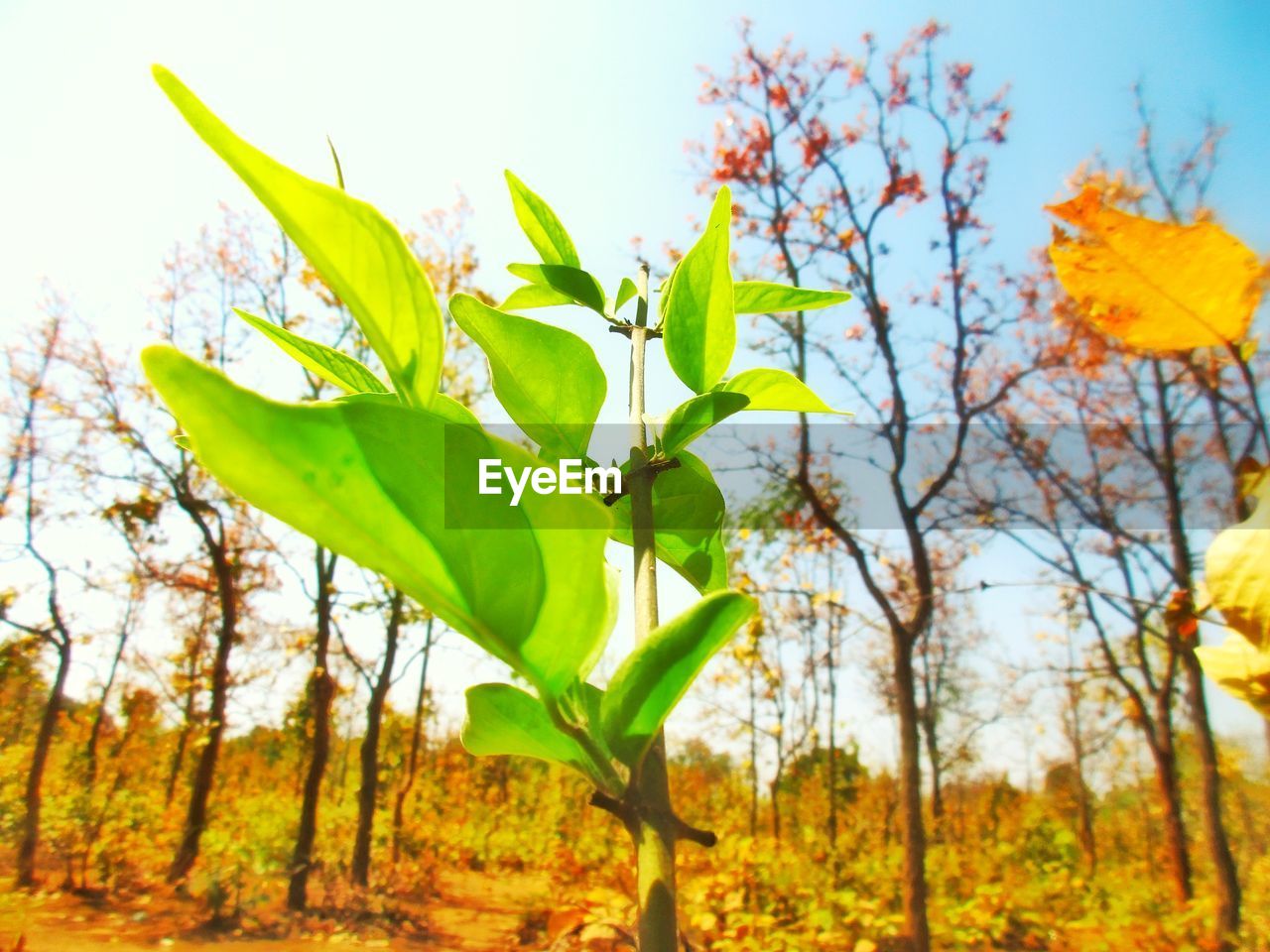 CLOSE-UP OF FRESH GREEN PLANTS