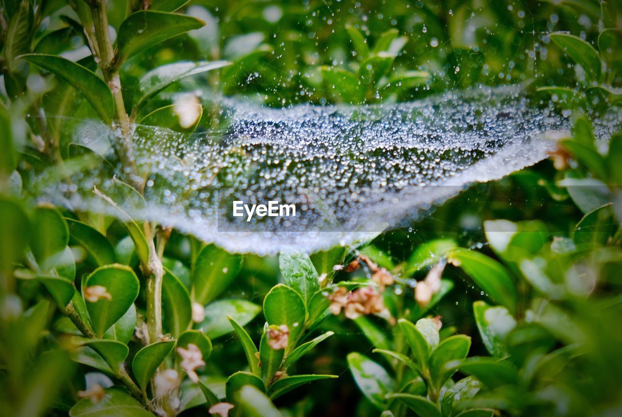 Close-up of water splashing on plant