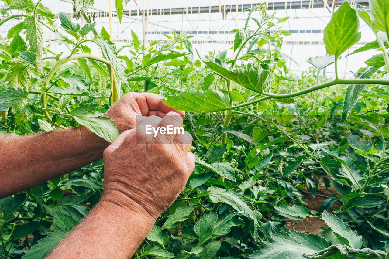 The process of growing tomatoes in an orchard