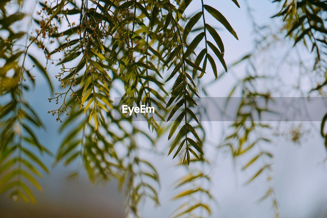 LOW ANGLE VIEW OF PINE TREE LEAVES