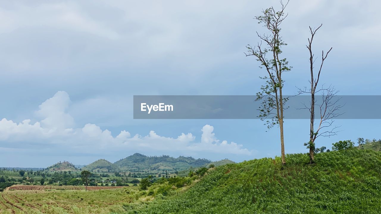 PLANTS GROWING ON LAND AGAINST SKY