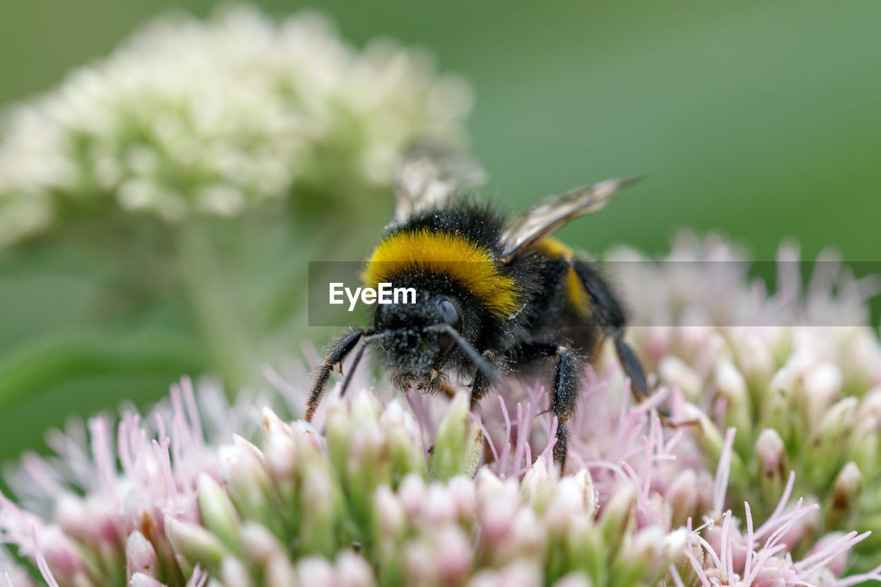 CLOSE-UP OF BEE POLLINATING ON FLOWER