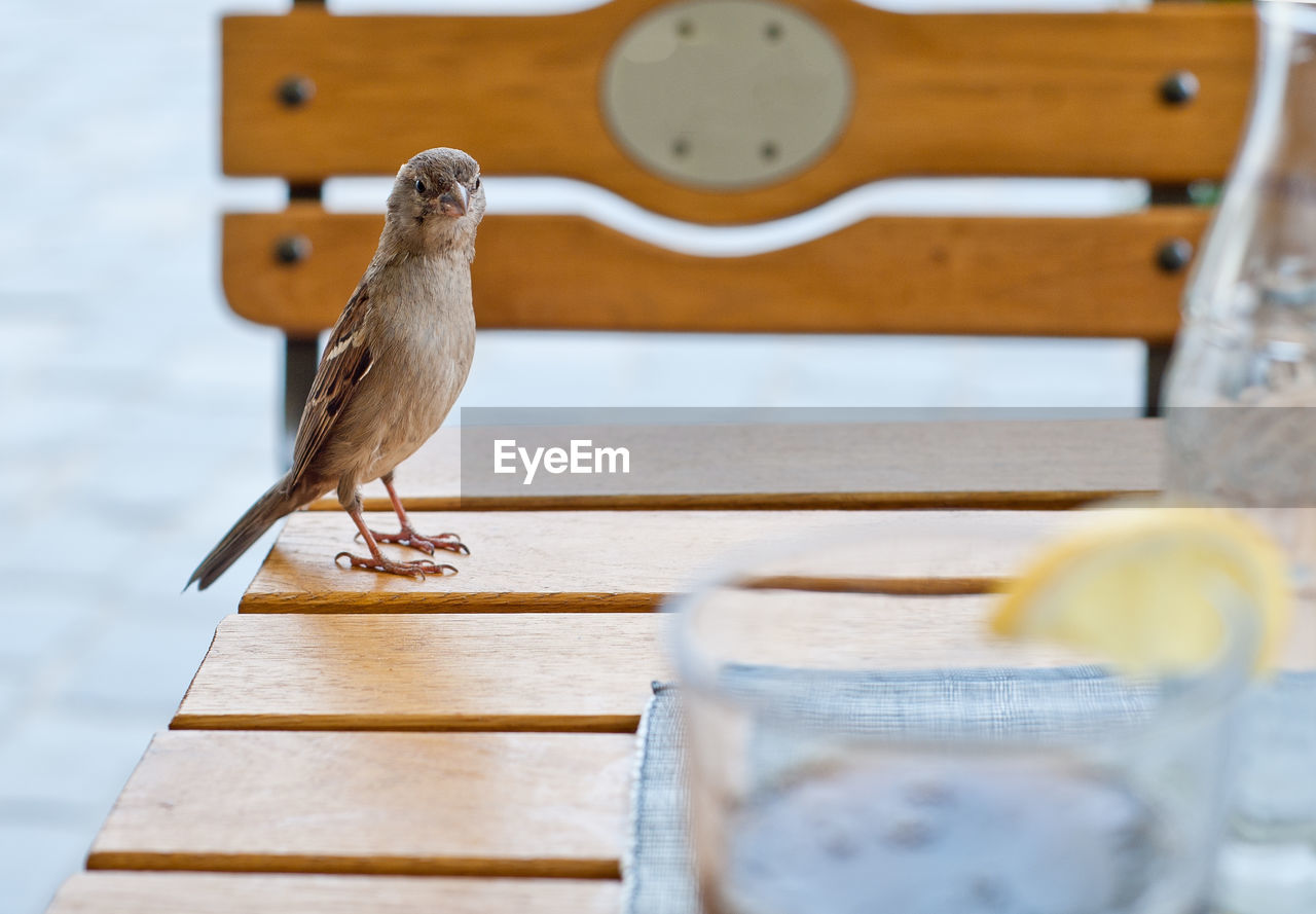 Close-up of bird perching on wooden chair