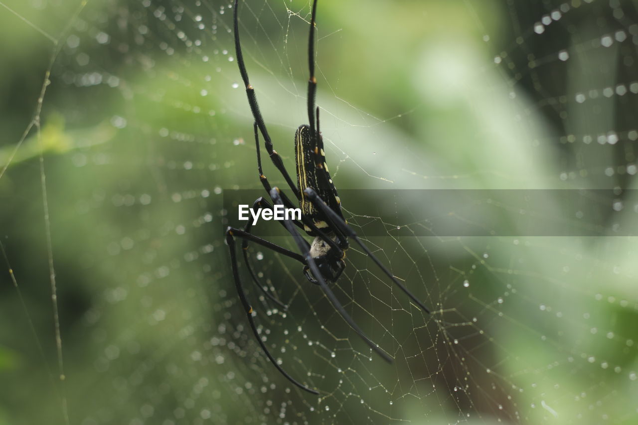 close-up of spider on web against blurred background