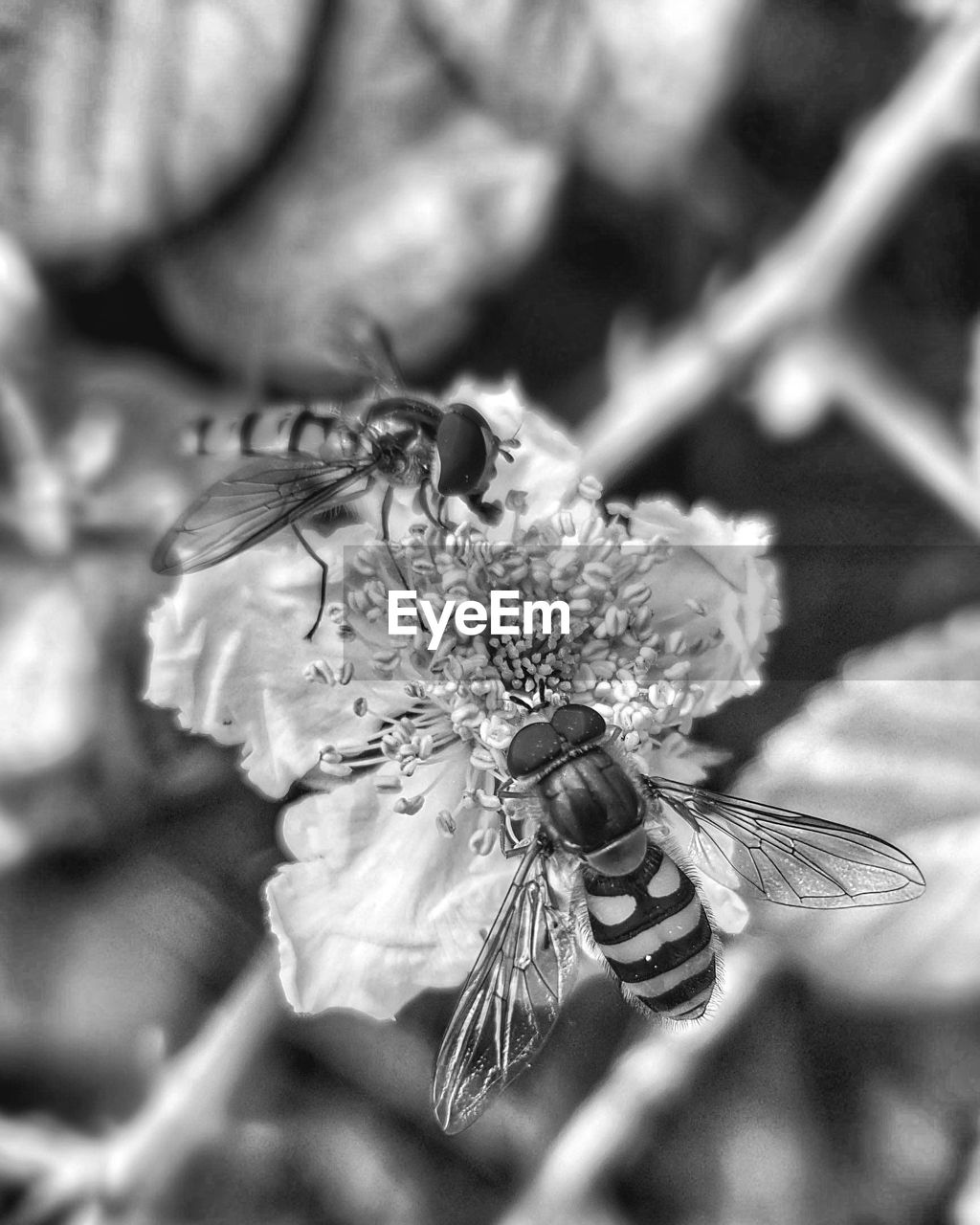 CLOSE-UP OF BEE POLLINATING ON PINK FLOWER