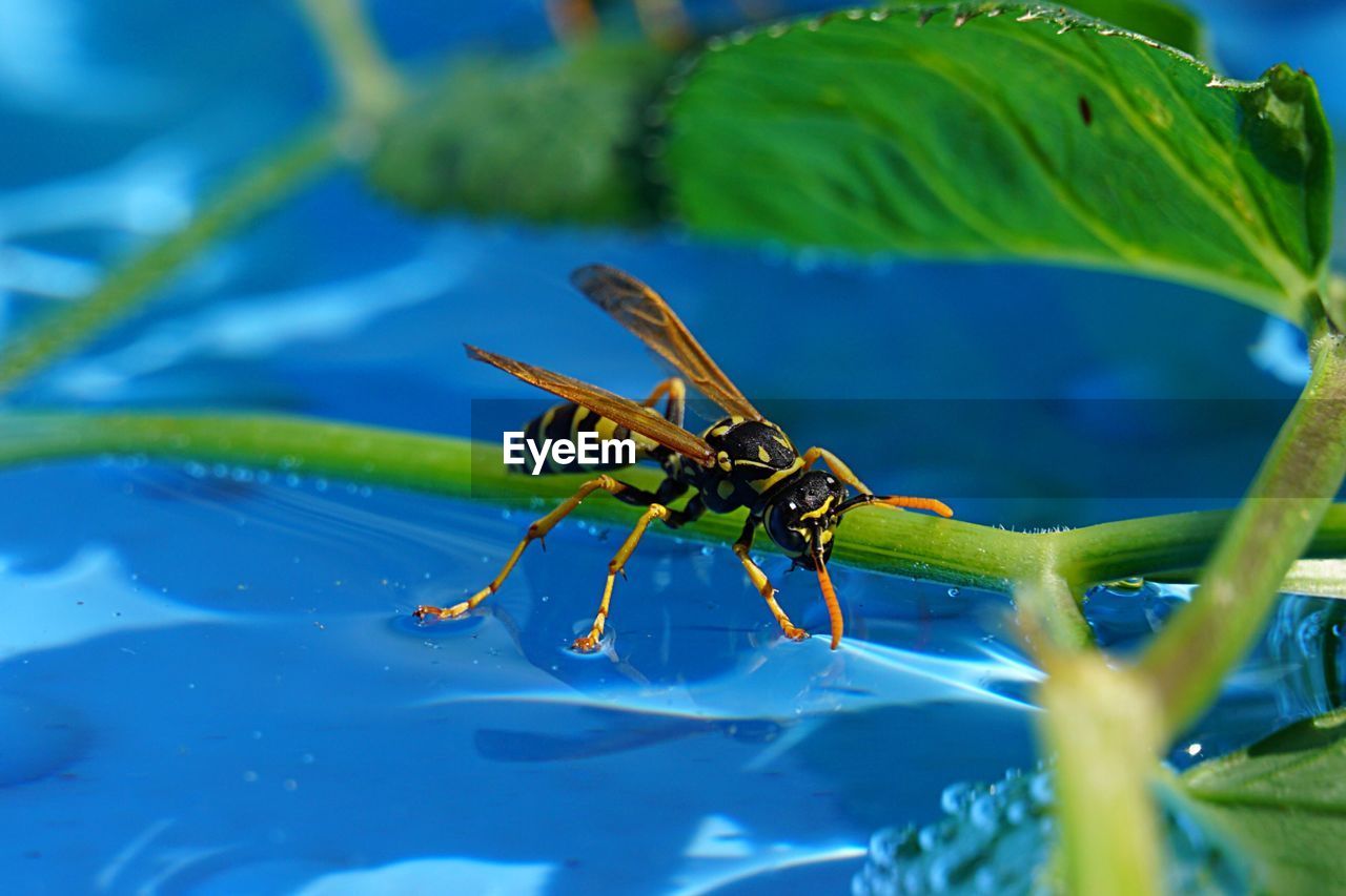 CLOSE-UP OF GRASSHOPPER ON A PLANT