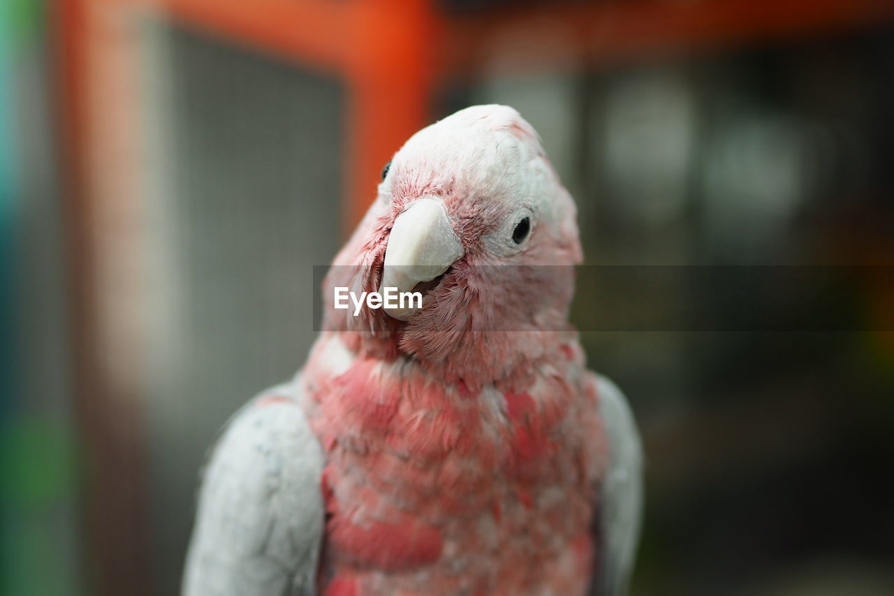 Close-up of parrot