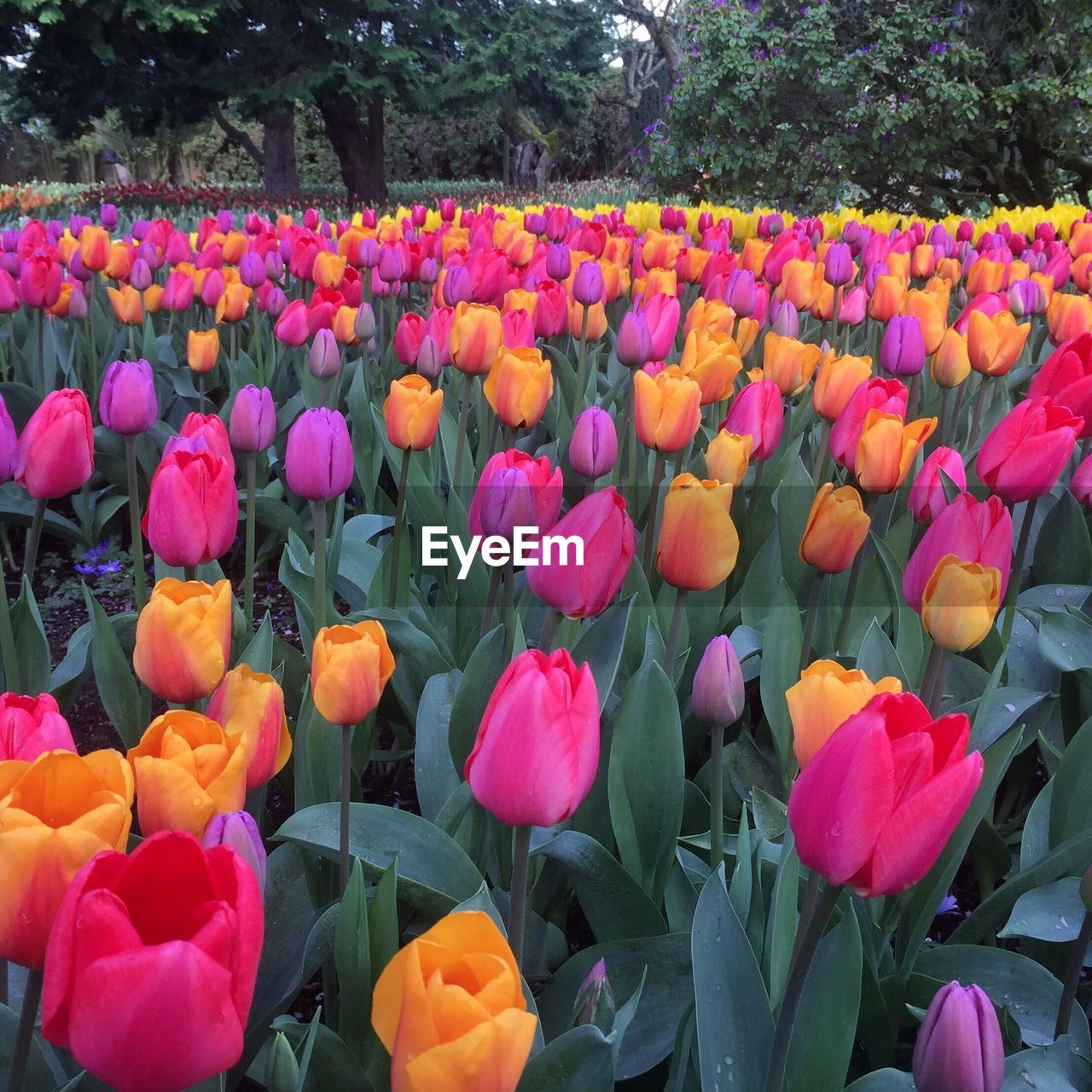 COLORFUL TULIPS BLOOMING IN GARDEN