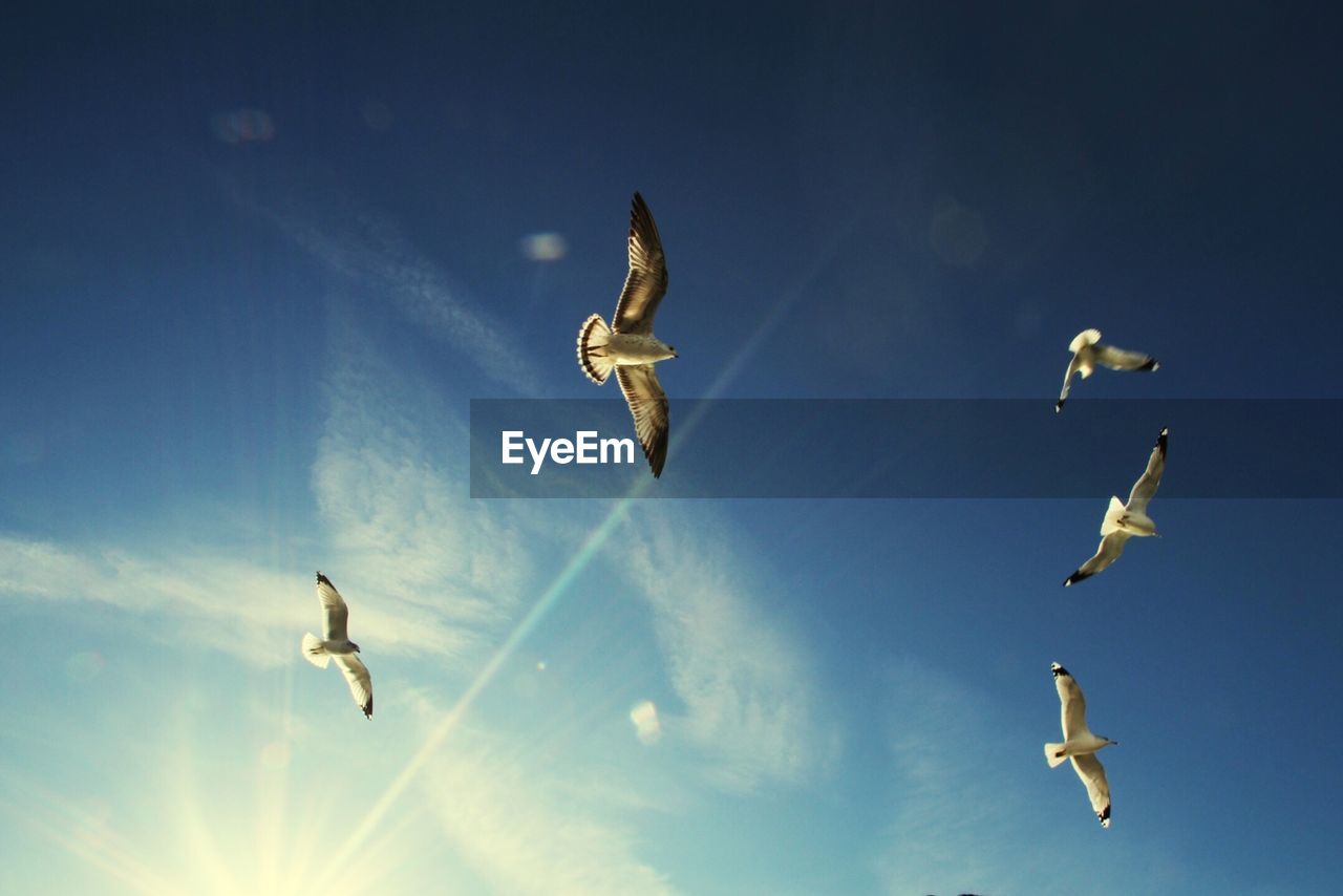 Low angle view of seagulls flying against blue sky