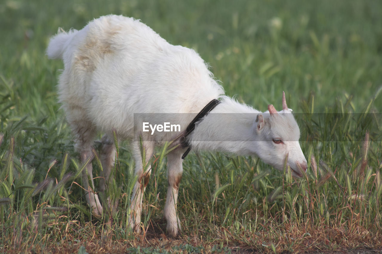 White young goat in the pasture early in the morning