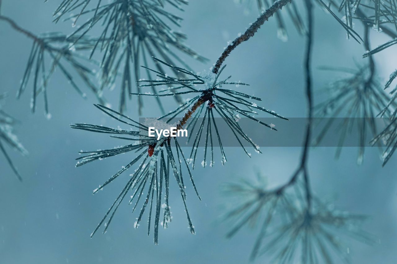 branch, twig, plant, nature, tree, winter, frost, no people, beauty in nature, coniferous tree, outdoors, pine tree, focus on foreground, cold temperature, sky, close-up, pinaceae, snow, tranquility