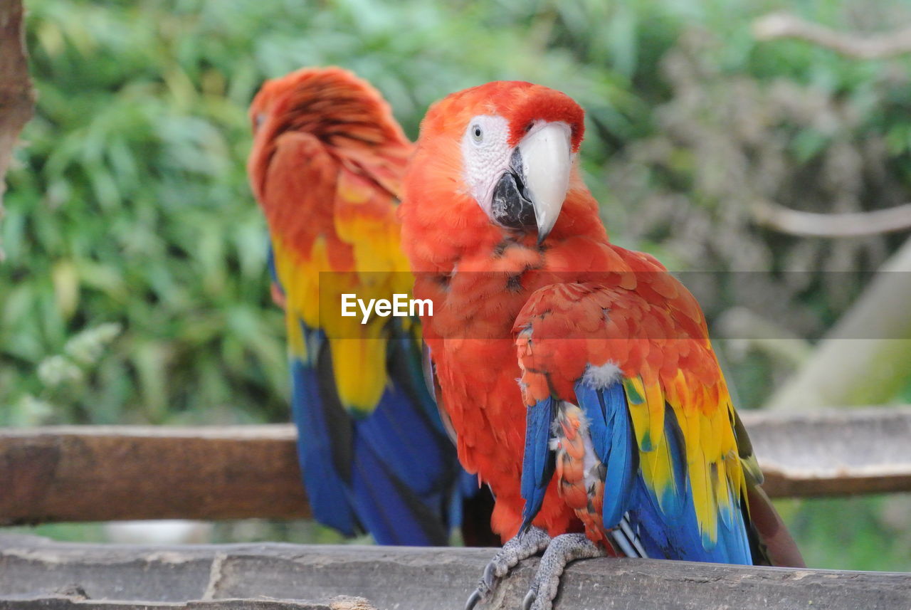 Scarlet macaws perching on wood