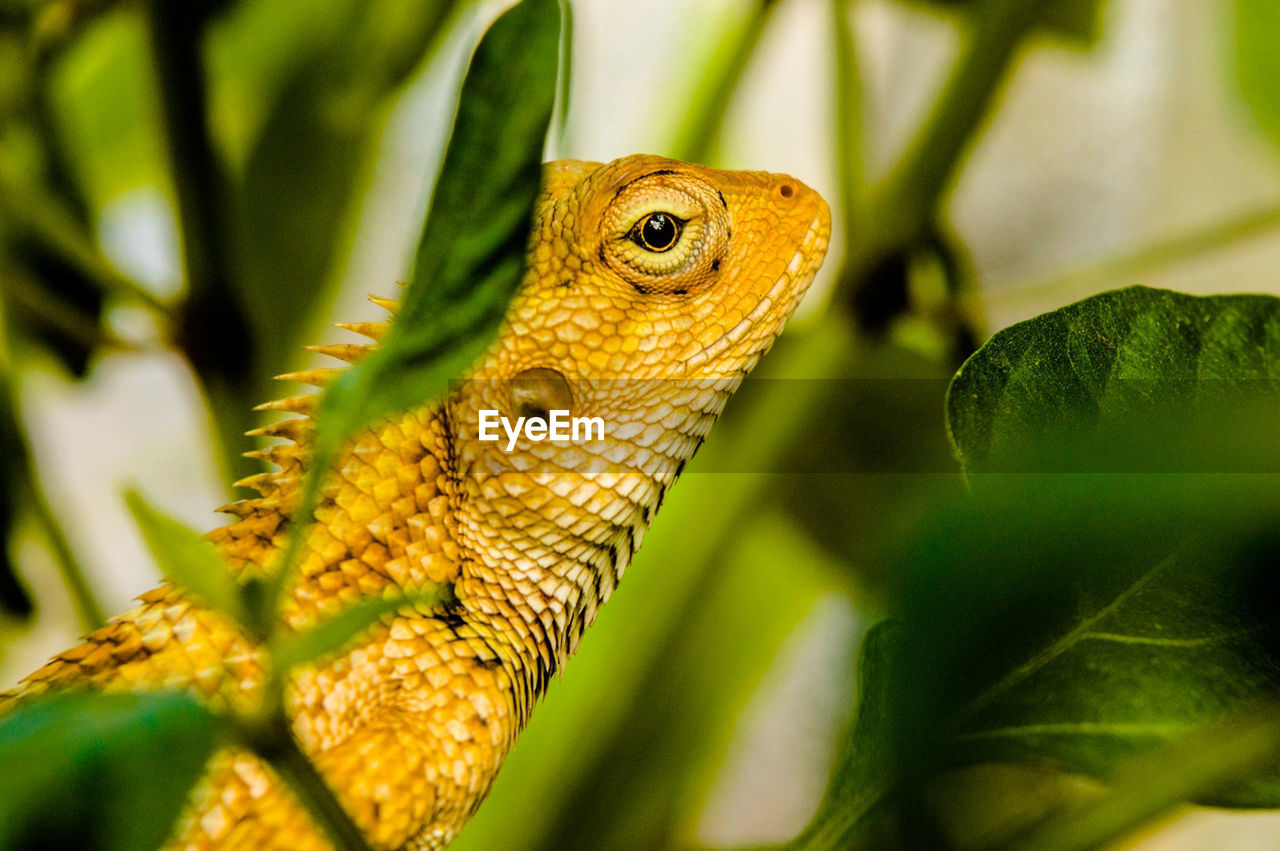 CLOSE-UP OF LIZARD ON LEAF