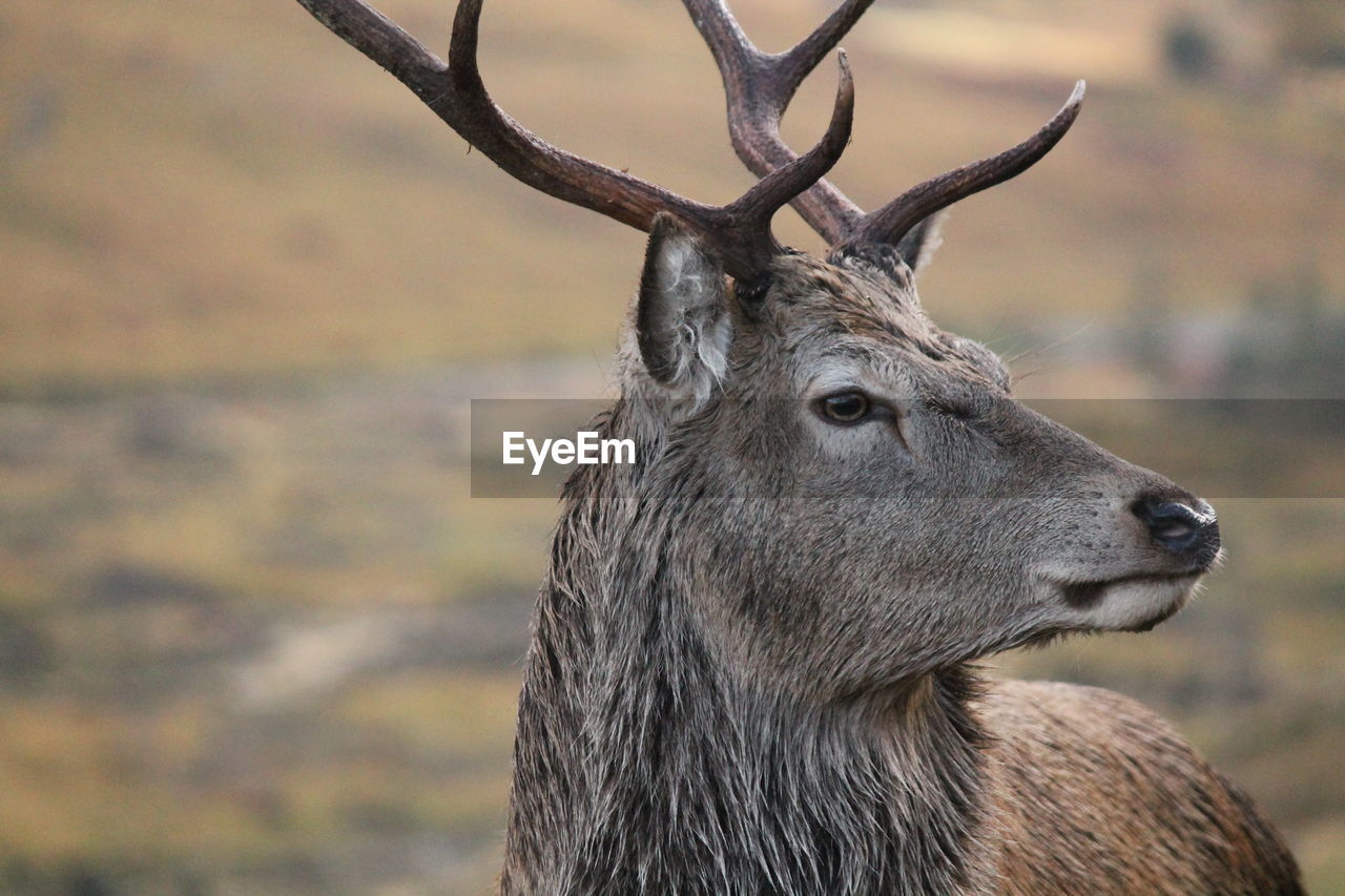 Close-up of deer on field